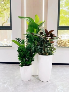 了解北仑植物租摆价格,开启省钱新模式!